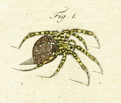 Illustration of a Spider by Jacob Xavier Schmuzer